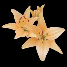 Lily - Asiatic - Peach (3+ blooms)